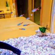 ヒメ日記 2025/08/26 10:50 投稿 優雅オーナー やみつきの館　鶯谷店