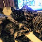 ヒメ日記 2025/08/31 09:17 投稿 優雅オーナー やみつきの館　鶯谷店