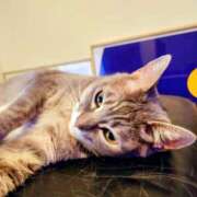 ヒメ日記 2025/09/13 09:51 投稿 優雅オーナー やみつきの館　鶯谷店