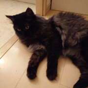 ヒメ日記 2025/10/02 10:15 投稿 優雅オーナー やみつきの館　鶯谷店