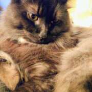 ヒメ日記 2025/10/08 11:03 投稿 優雅オーナー やみつきの館　鶯谷店