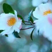 ヒメ日記 2026/01/20 14:16 投稿 今野 MCロイヤル