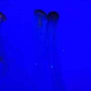 ヒメ日記 2025/07/21 18:39 投稿 ゆん ラブライフ大宮岩槻店