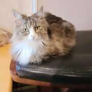 はじめ 19時🐾 ラブライフ越谷