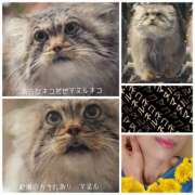 ヒメ日記 2025/05/10 16:03 投稿 ハスミ 東京★出張マッサージ委員会Z