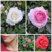 ヒメ日記 2025/05/14 19:49 投稿 ハスミ 東京★出張マッサージ委員会Z