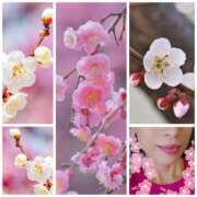 ヒメ日記 2026/02/12 17:58 投稿 ハスミ 東京★出張マッサージ委員会Z