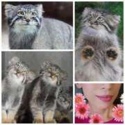 ヒメ日記 2026/02/23 02:44 投稿 ハスミ 東京★出張マッサージ委員会Z