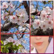 ハスミ 桜に癒されて 東京★出張マッサージ委員会Z