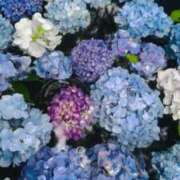 ヒメ日記 2025/07/26 22:16 投稿 ちなみ 京都の痴女鉄道