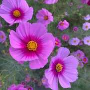 ヒメ日記 2025/08/15 21:16 投稿 ちなみ 京都の痴女鉄道