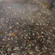 ヒメ日記 2026/01/25 23:36 投稿 ちなみ 京都の痴女鉄道