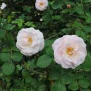 ヒメ日記 2025/11/11 12:24 投稿 相馬-そうま MSC 妄想紳士倶楽部 鶯谷店