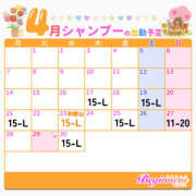 ヒメ日記 2025/04/11 12:26 投稿 シャンプー ビギナーズ神戸