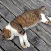 ヒメ日記 2025/04/21 15:49 投稿 ひびき プレイボーイ(八王子)