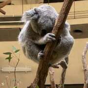 ヒメ日記 2025/01/15 07:40 投稿 静香 プレイボーイ(八王子)