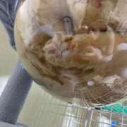 ヒメ日記 2025/03/08 08:26 投稿 静香 プレイボーイ(八王子)