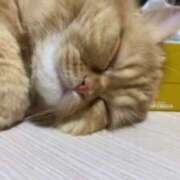 ヒメ日記 2025/04/19 08:29 投稿 静香 プレイボーイ(八王子)