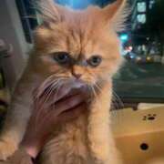 ヒメ日記 2025/06/12 08:39 投稿 静香 プレイボーイ(八王子)