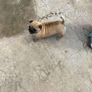 ヒメ日記 2025/09/17 07:44 投稿 静香 プレイボーイ(八王子)