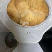 ヒメ日記 2025/11/29 08:33 投稿 静香 プレイボーイ(八王子)