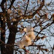 ヒメ日記 2025/03/25 08:42 投稿 つばさ プレイボーイ(八王子)