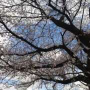 ヒメ日記 2026/04/01 08:52 投稿 つばさ プレイボーイ(八王子)