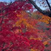 ヒメ日記 2025/11/17 23:20 投稿 かおり 厚木人妻城