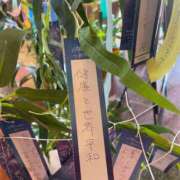 ヒメ日記 2025/07/03 15:19 投稿 なゆ 厚木人妻城