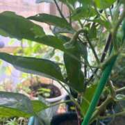 ヒメ日記 2025/07/21 11:09 投稿 まりか 厚木人妻城