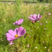 ヒメ日記 2025/09/19 07:15 投稿 まりか 厚木人妻城