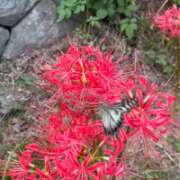 ヒメ日記 2025/09/24 17:04 投稿 まりか 厚木人妻城