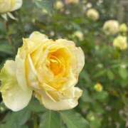 ヒメ日記 2025/11/13 11:03 投稿 まりか 厚木人妻城