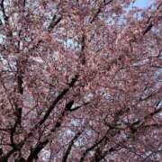 ヒメ日記 2026/04/02 17:01 投稿 ほしな 人妻本舗愛のしずく名古屋店