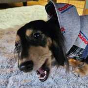 ヒメ日記 2025/04/21 01:23 投稿 なつき プレイボーイ(八王子)