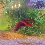 ヒメ日記 2025/05/11 12:40 投稿 なつき プレイボーイ(八王子)