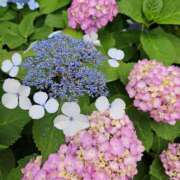 ヒメ日記 2025/06/07 17:20 投稿 なつき プレイボーイ(八王子)