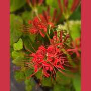 ヒメ日記 2025/09/21 15:32 投稿 結子 プレイボーイ(八王子)