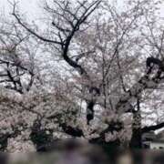 ヒメ日記 2025/04/04 08:55 投稿 めぐみ 多恋人 新宿店