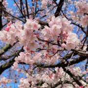 ヒメ日記 2026/03/31 10:22 投稿 めぐみ 多恋人 新宿店