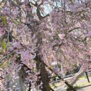 ヒメ日記 2026/04/17 23:27 投稿 かほ 池袋千姫