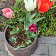 ヒメ日記 2025/04/04 18:07 投稿 みさお 熟女の風俗最終章 八王子店