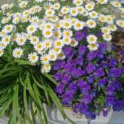 ヒメ日記 2025/04/19 17:23 投稿 みさお 熟女の風俗最終章 八王子店