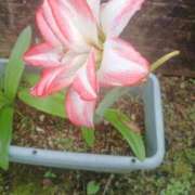 ヒメ日記 2025/07/01 17:29 投稿 みさお 熟女の風俗最終章 八王子店