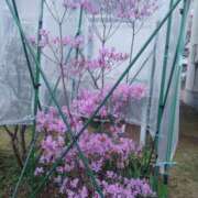 みさお お礼です＼(^_^)／ 熟女の風俗最終章 八王子店