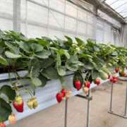 ヒメ日記 2025/01/22 09:16 投稿 小野寺雪乃 お色気物語（横浜ハレ系）