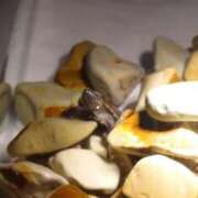 ヒメ日記 2025/08/18 20:20 投稿 りんたん 奥様特急　池袋・大塚店