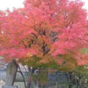 ヒメ日記 2025/11/06 11:30 投稿 みつこ(梅田) 妻天 尼崎店