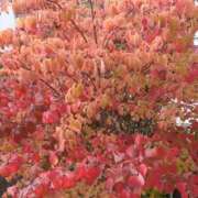 ヒメ日記 2025/11/11 11:47 投稿 みつこ(梅田) 妻天 尼崎店