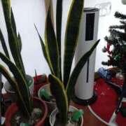 ヒメ日記 2025/12/05 11:40 投稿 みつこ(梅田) 妻天 尼崎店